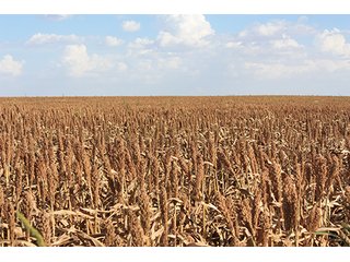 Property photo 4 - LAND AUCTION, 3255+/- Acres offered in 13 Tracts